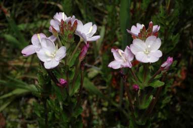 APII jpeg image of Epilobium billardiereanum subsp. hydrophilum  © contact APII