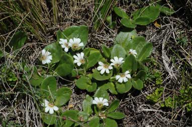 APII jpeg image of Scaevola hookeri  © contact APII