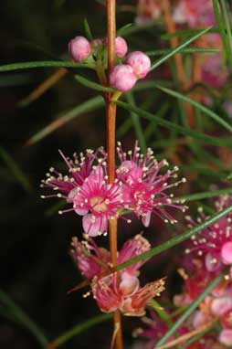 APII jpeg image of Hypocalymma angustifolium subsp. angustifolium  © contact APII