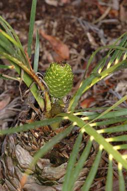 APII jpeg image of Macrozamia fearnsidei  © contact APII