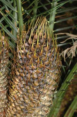 APII jpeg image of Macrozamia communis  © contact APII