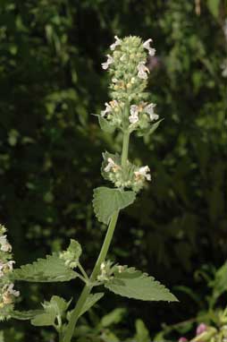 APII jpeg image of Nepeta cataria  © contact APII