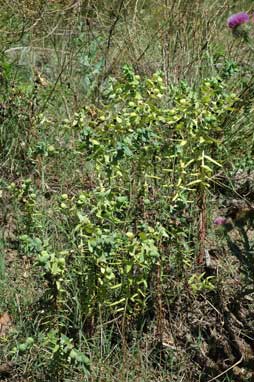 APII jpeg image of Euphorbia lathyris  © contact APII