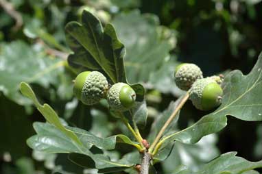 APII jpeg image of Quercus robur  © contact APII