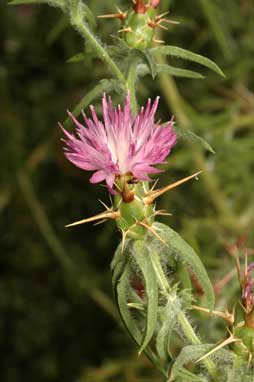 APII jpeg image of Centaurea calcitrapa  © contact APII