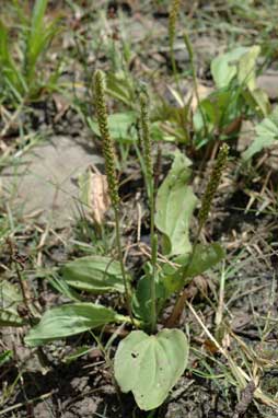 APII jpeg image of Plantago major  © contact APII