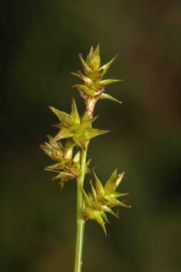 APII jpeg image of Carex echinata  © contact APII