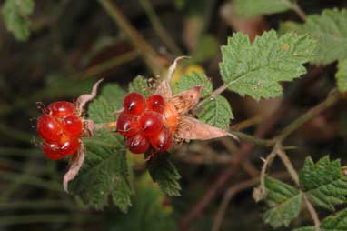 APII jpeg image of Rubus parvifolius  © contact APII