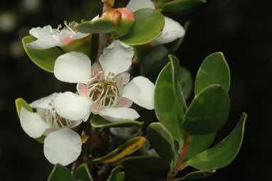 APII jpeg image of Leptospermum micromyrtus  © contact APII