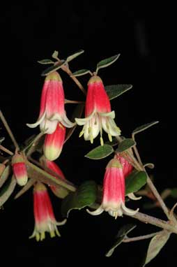 APII jpeg image of Correa 'Canberra Bells'  © contact APII