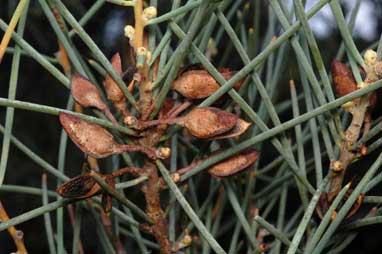 APII jpeg image of Hakea recurva  © contact APII