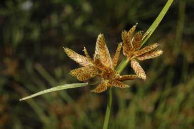 APII jpeg image of Cyperus sanguinolentus  © contact APII