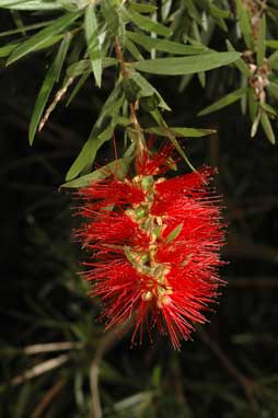 APII jpeg image of Callistemon viminalis 'Rose Opal'  © contact APII