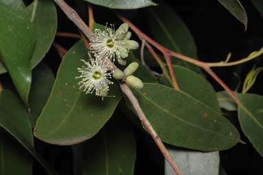 APII jpeg image of Eucalyptus bensonii  © contact APII