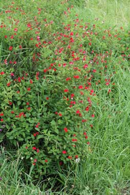 APII jpeg image of Salvia microphylla  © contact APII