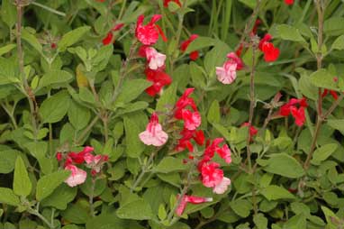 APII jpeg image of Salvia microphylla  © contact APII