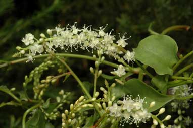 APII jpeg image of Anredera cordifolia  © contact APII