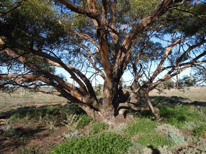 APII jpeg image of Eucalyptus oleosa subsp. oleosa  © contact APII