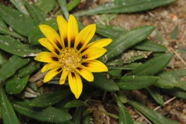 APII jpeg image of Gazania linearis  © contact APII