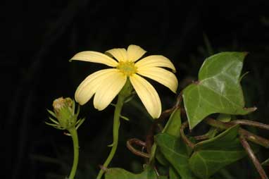 APII jpeg image of Senecio macroglossus  © contact APII