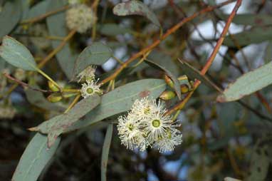 APII jpeg image of Eucalyptus dumosa  © contact APII