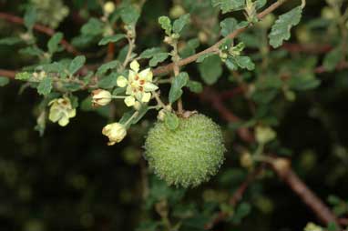 APII jpeg image of Androcalva luteiflora  © contact APII