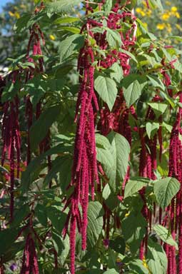 APII jpeg image of Amaranthus caudatus  © contact APII