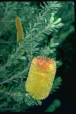 APII jpeg image of Banksia praemorsa  © contact APII