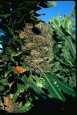 APII jpeg image of Banksia serrata  © contact APII