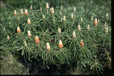 APII jpeg image of Banksia victoriae  © contact APII