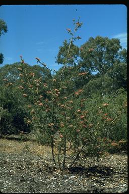 APII jpeg image of Grevillea acanthifolia  © contact APII