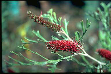 APII jpeg image of Grevillea beadleana  © contact APII