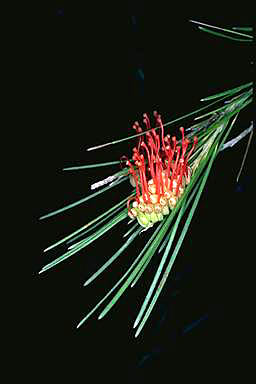 APII jpeg image of Grevillea coccinea  © contact APII