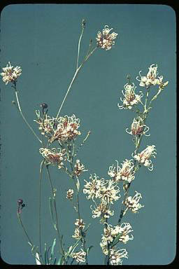 APII jpeg image of Grevillea endlicheriana  © contact APII