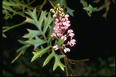 APII jpeg image of Grevillea leptobotrys  © contact APII