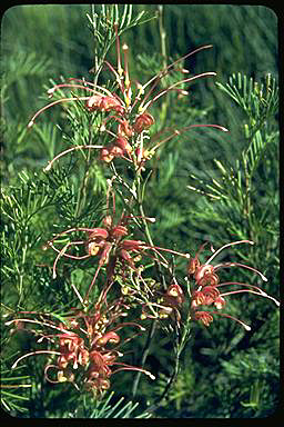 APII jpeg image of Grevillea plurijuga  © contact APII