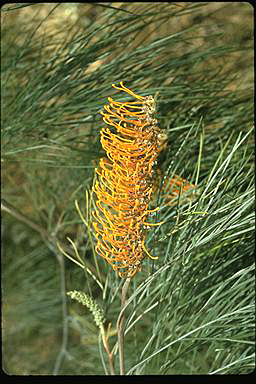 APII jpeg image of Grevillea pteridifolia  © contact APII