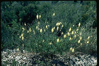 APII jpeg image of Grevillea rudis  © contact APII