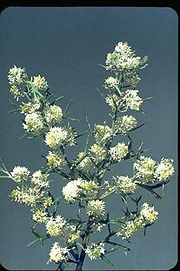 APII jpeg image of Grevillea triloba  © contact APII