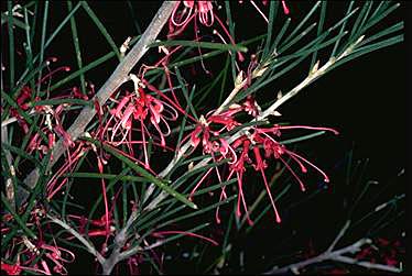 APII jpeg image of Hakea verrucosa  © contact APII