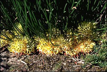 APII jpeg image of Petrophile longifolia  © contact APII