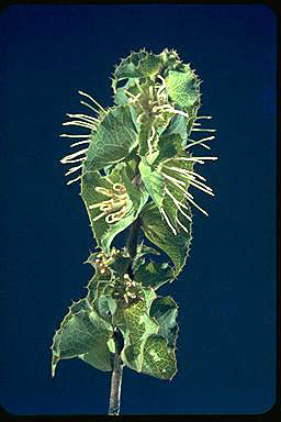 APII jpeg image of Hakea conchifolia  © contact APII