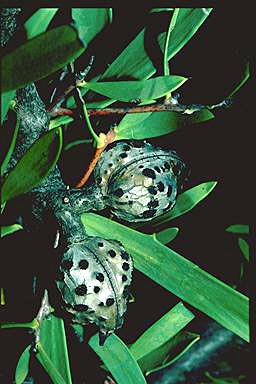 APII jpeg image of Hakea nitida  © contact APII