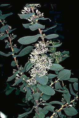 APII jpeg image of Hakea prostrata  © contact APII