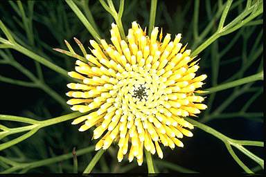 APII jpeg image of Isopogon anethifolius  © contact APII