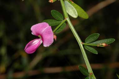 APII jpeg image of Desmodium acanthocladum  © contact APII