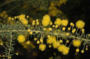 APII jpeg image of Acacia conferta  © contact APII