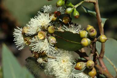 APII jpeg image of Corymbia peltata  © contact APII