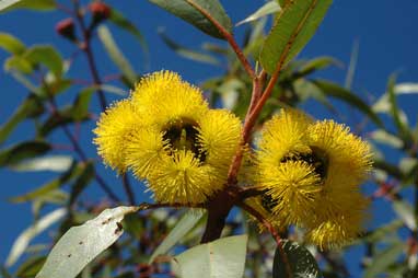 APII jpeg image of Eucalyptus erythrocorys  © contact APII