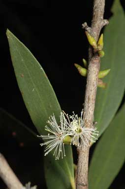 APII jpeg image of Eucalyptus moorei subsp. moorei  © contact APII